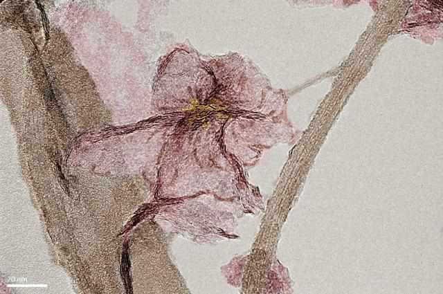 顯微鏡下的胭脂海棠鬧春濃.png 顯微鏡下的胭脂海棠鬧春濃.png