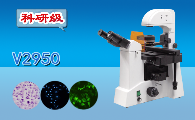 1684133613162445.png 倒置熒光.png